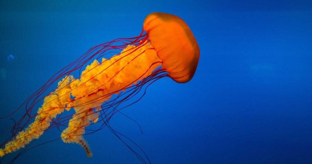 0-3 aylık bebek kıyafet listesi yenidoğan giyim rehberi