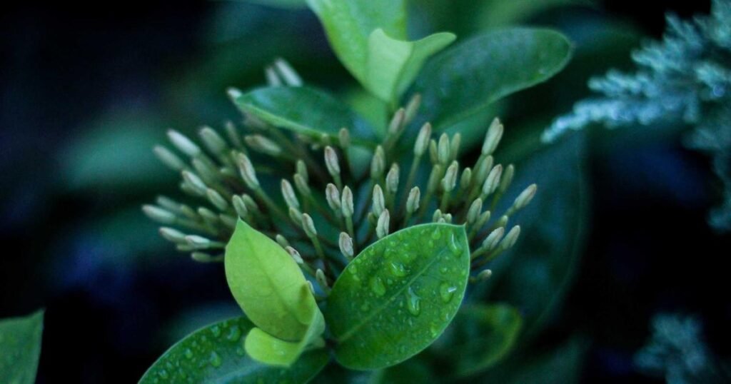 İkiz bebek giyim ve kıyafet seçimi