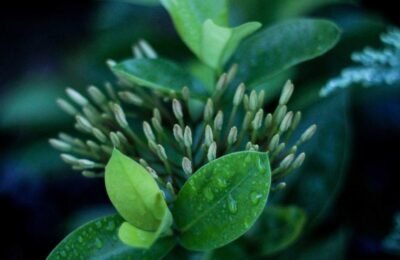 İkiz bebek giyim ve kıyafet seçimi